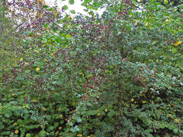 P1100456