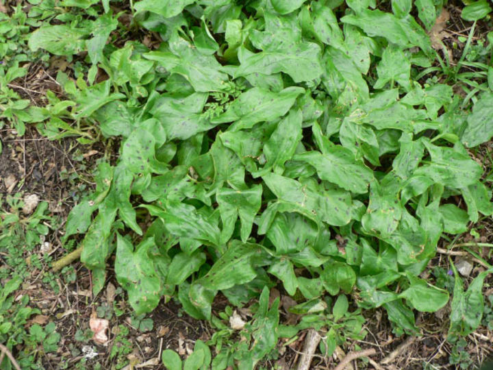 P1140294