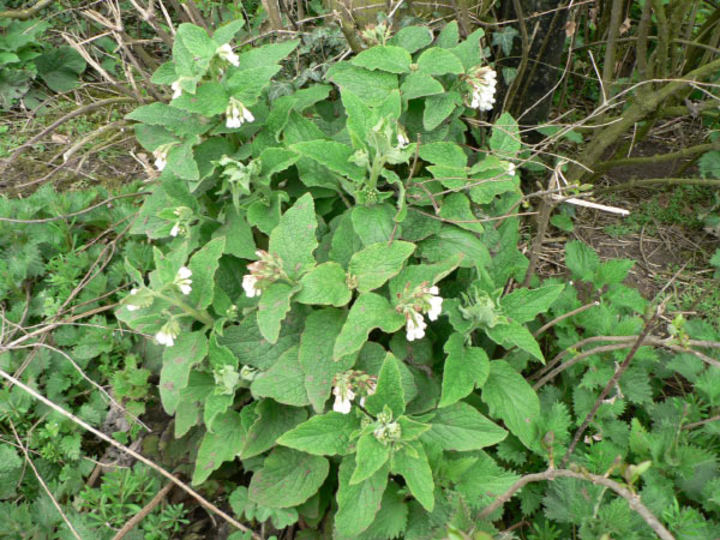 P1140464