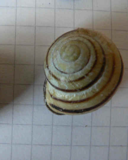 P1190454a