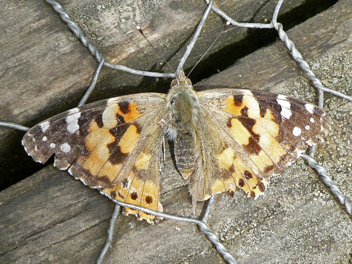 P1250898