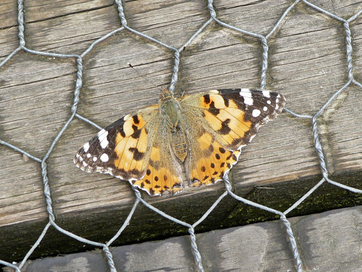 P1250900