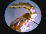 Picture 50