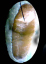 Apanteles_glomeratus_cocoon