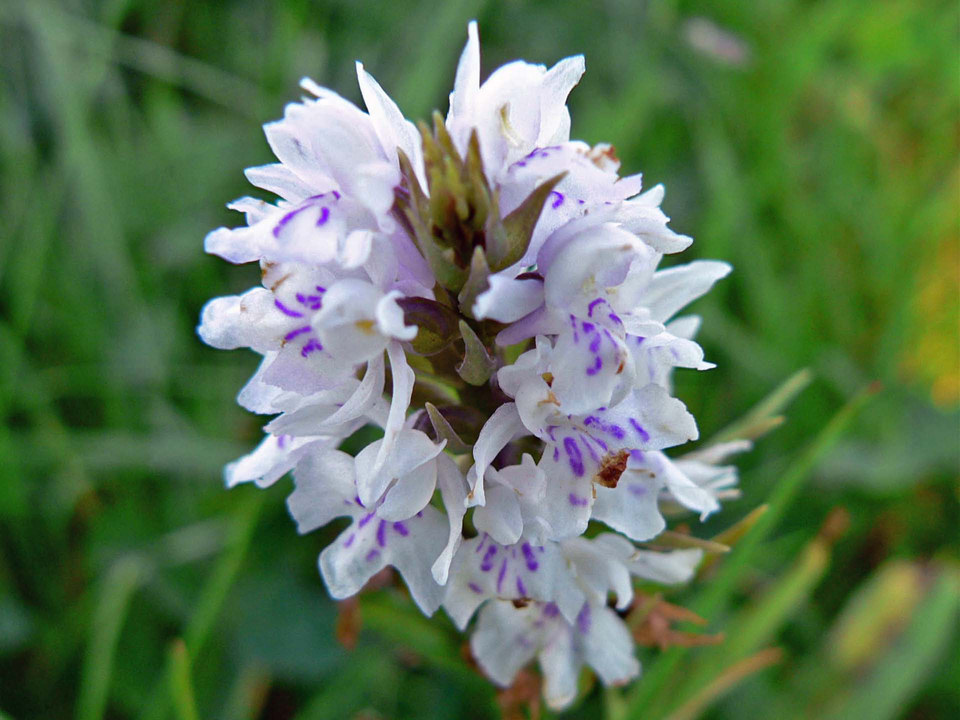 select left of pic for previous, right for next, top for index