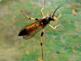 Ichneumon-P1350382