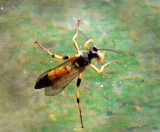 Ichneumon-P1350385