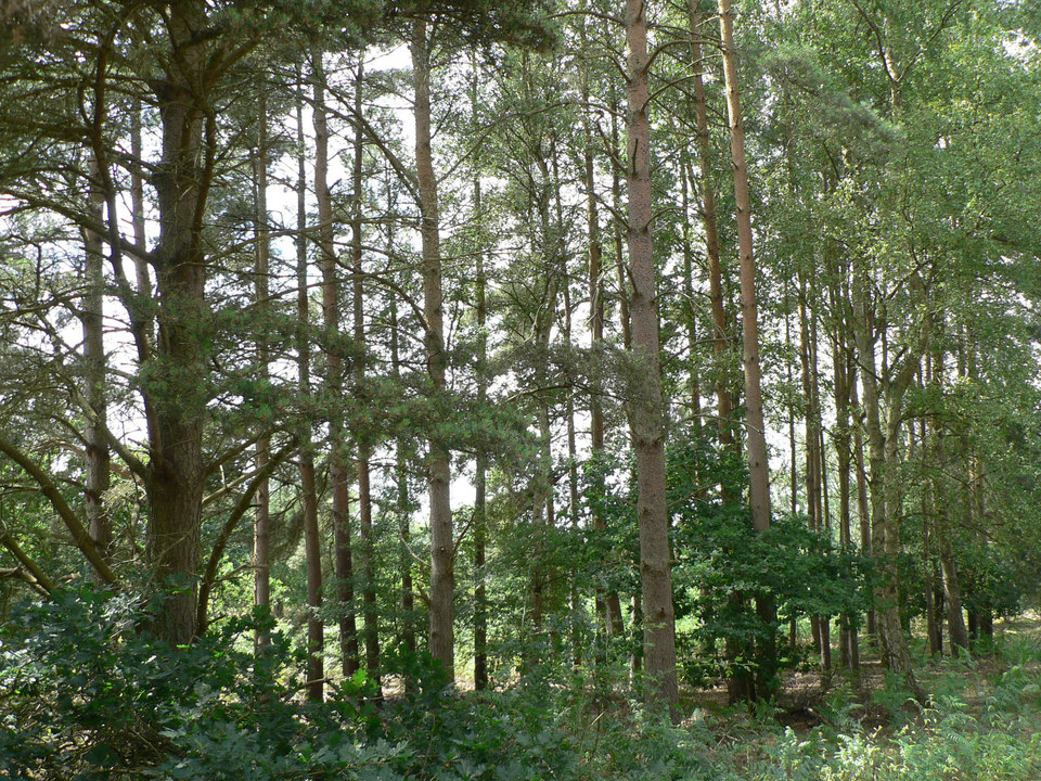 select left of pic for previous, right for next, top for index