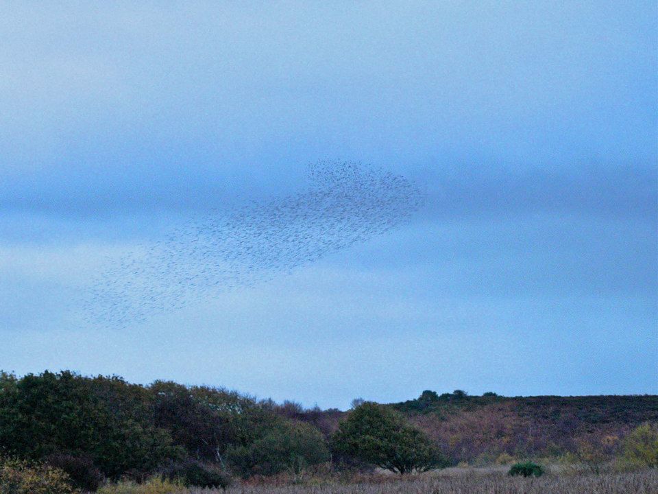 select pic for to see movie of starlings