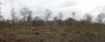 Week 10 - Coppicing Ashwellthorpe Lower Wood - 20121210