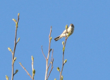 Warbler-P1340580