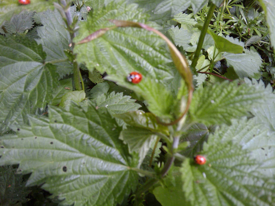 select left of pic for previous, right for next, top for index