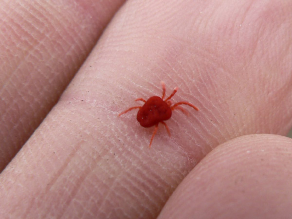 select left of pic for previous, right for next, top for index