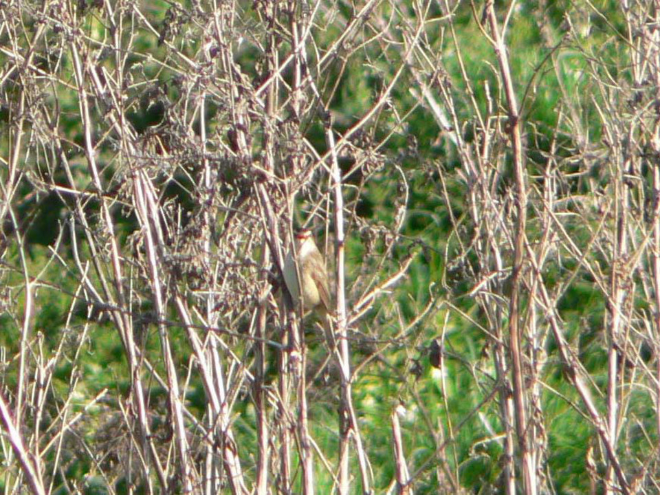 select left of pic for previous, right for next, top for index