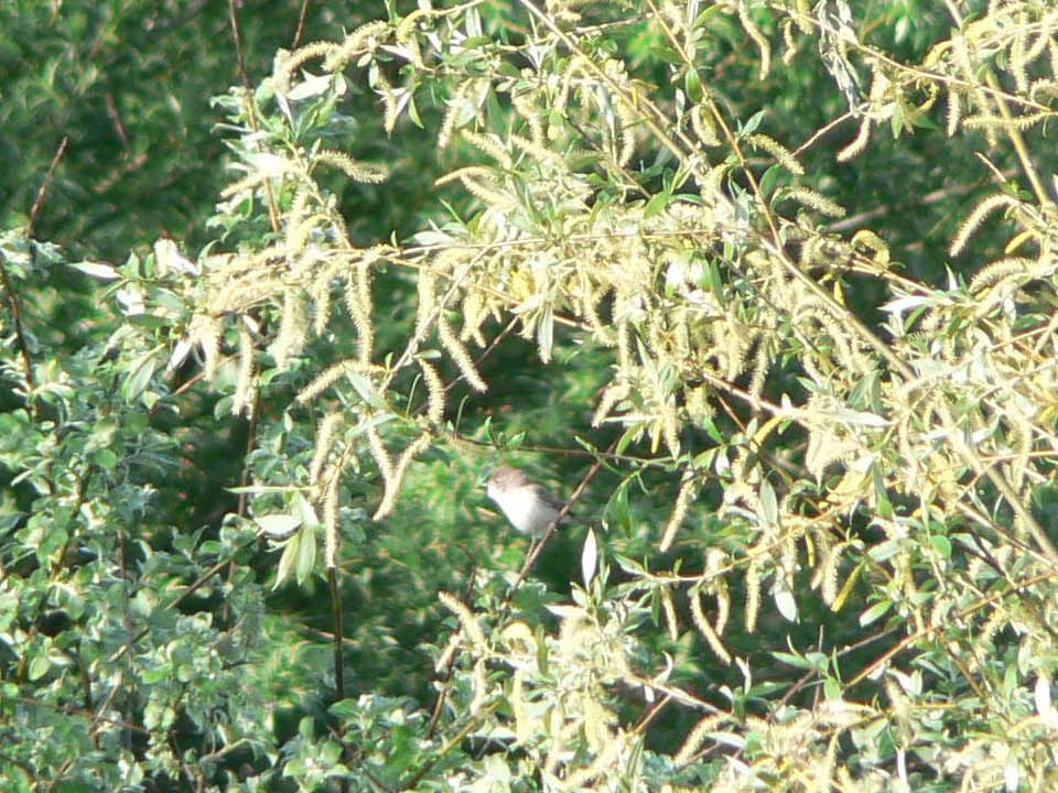 select left of pic for previous, right for next, top for index