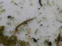 Beetle_larva