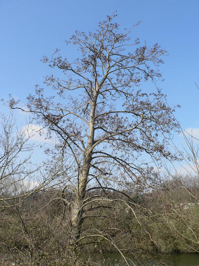 P1040743