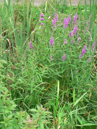 P1070066