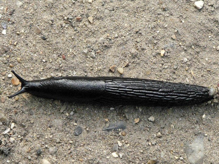 P1070125
