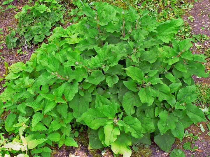 P1070513