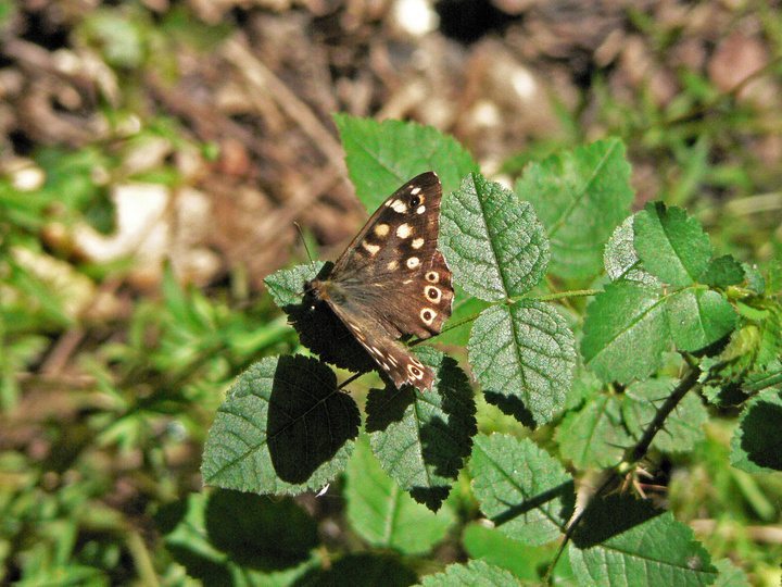 P1070696