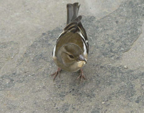 chaffinch2
