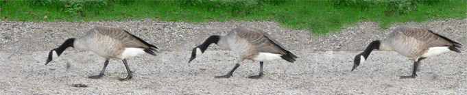 geese