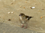 P1060563